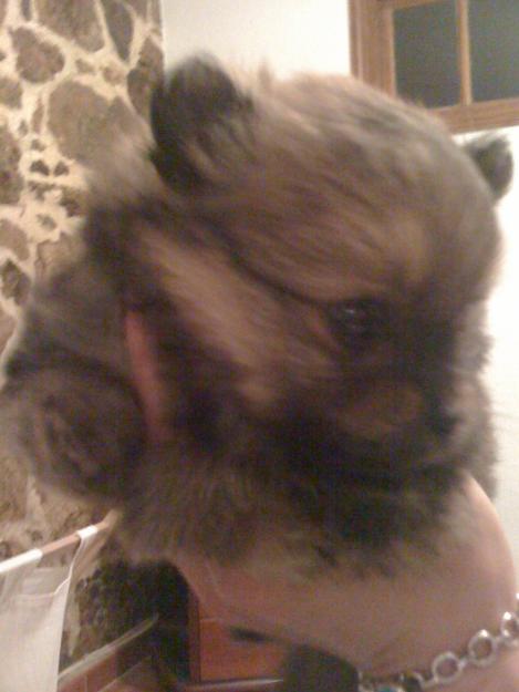 SE VENDEN CACHORROS DE POMERANIA COLOR ARENA 250€ URGE