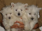 West higland, cachorros preciosos - mejor precio | unprecio.es
