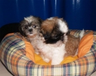 ¡Shih-tzu, tu cachorros al mejor precio! - mejor precio | unprecio.es