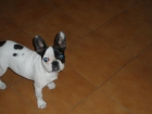 Bulldog Frances 530 euros - mejor precio | unprecio.es