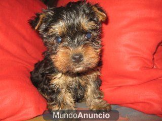 CAMADA YORKSHIRE TERRIER ENANO 400E + GARANTIA