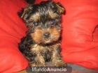 CAMADA YORKSHIRE TERRIER ENANO 400E + GARANTIA - mejor precio | unprecio.es