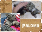 Gata Paloma, gatita abandonada de bebé. Necesita adopción - mejor precio | unprecio.es