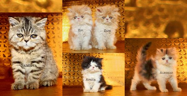 san sebastian vendo estos gatitos persas