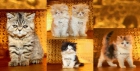 san sebastian vendo estos gatitos persas - mejor precio | unprecio.es