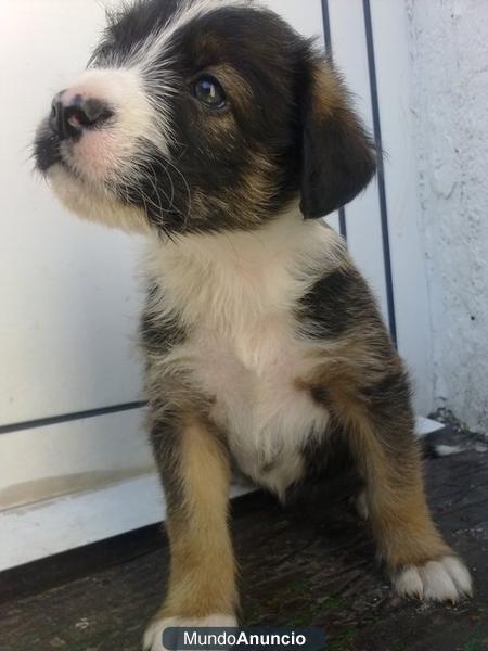 Se regalan preciosos cachorritos con cruce de labrador