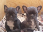 se venden cachorros de bulldog frances de pura raza - mejor precio | unprecio.es
