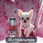 Tenemos dos cachorros de Chihuahua, un macho y una hembra. son 12 semanas de edad... - mejor precio | unprecio.es