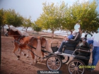 YEGUAS DE RAZA HAFLINGER MANSAS Y GUAPAS 600 52 52 92 - mejor precio | unprecio.es