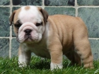 2 Cachorros Bulldog Frances con 6 meses - mejor precio | unprecio.es