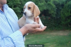 cachorros de beagle para entregarse 390 euros - mejor precio | unprecio.es
