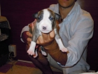 cachorros de bullterrier a tigrados(tambien con manchas en orejas y ojos) - mejor precio | unprecio.es