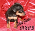 Cachorros Mini pincher, buen precio - mejor precio | unprecio.es