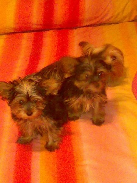 cachorros yorksay