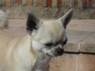 CHIHUAHUA DISPONIBLE PARA MONTAS - mejor precio | unprecio.es