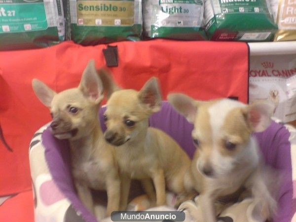 CHIHUAHUAS PERROS IDEALES PARA PISOS Y APARTAMENTOS, , perros, cachorros, criadero, venta.