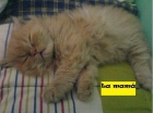 Gatitos persas - mejor precio | unprecio.es