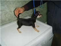 macho y hembra chihuahua pelo corto son superminis de edad 2 meses largos