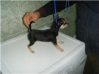 macho y hembra chihuahua pelo corto son superminis de edad 2 meses largos - mejor precio | unprecio.es