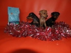 SE VENDEN ESTUPENDOS MINI PINCHER - mejor precio | unprecio.es