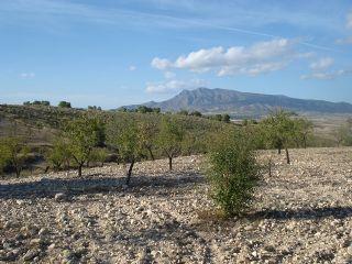 Solar/Parcela en venta en Zarza (La), Murcia (Costa Cálida)