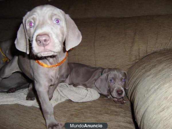 ultima cachorrita weimar