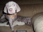 ultima cachorrita weimar - mejor precio | unprecio.es