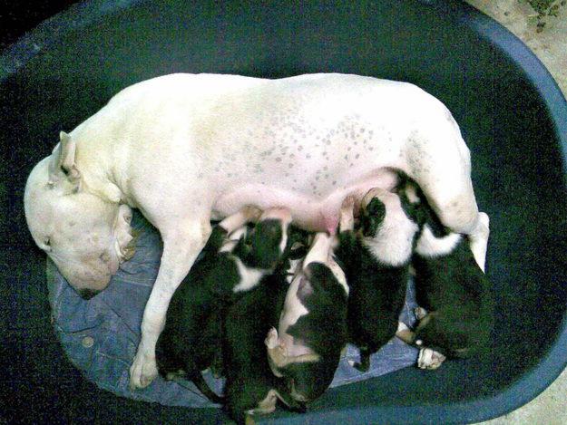 Bull Terrier
