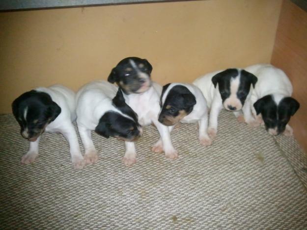 cachorros de bodeguero andaluz