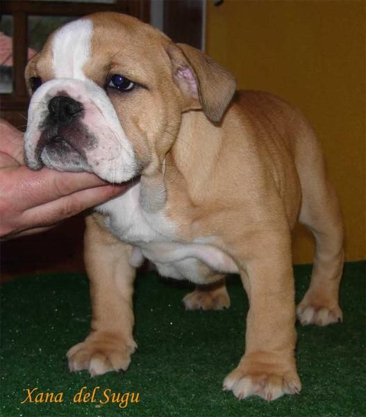 Cachorros de Bulldog Ingles
