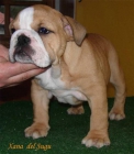 Cachorros de Bulldog Ingles - mejor precio | unprecio.es
