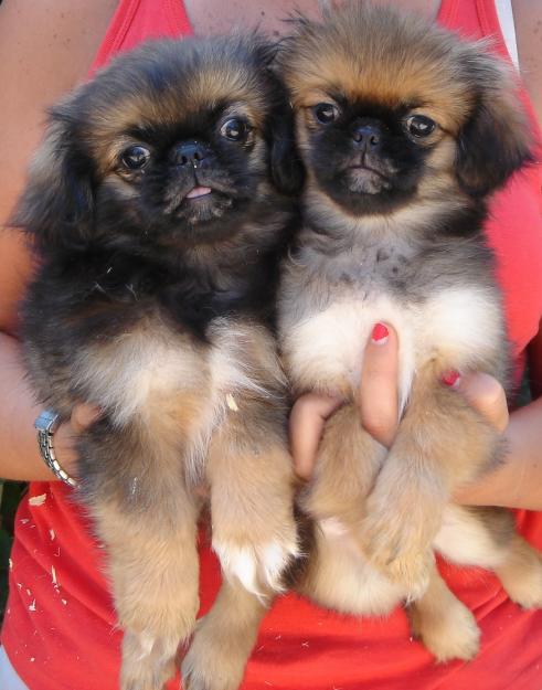 CACHORROS DE PEQUINES