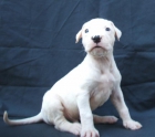 CACHORROS DOGO ARGENTINO - mejor precio | unprecio.es