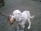 cachorros setter ingles - mejor precio | unprecio.es