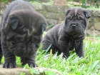 Cachorros Shar Pei - mejor precio | unprecio.es