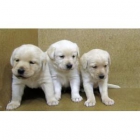 labradores dorados 250€ - mejor precio | unprecio.es