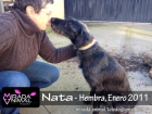 Nata perrita en adopcion - mejor precio | unprecio.es