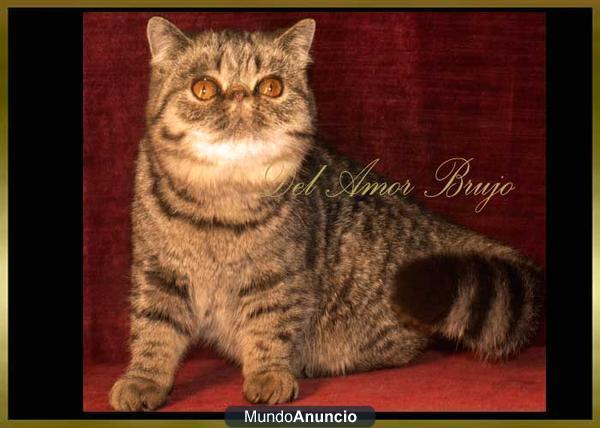 preciosos bebes felinos en madrid