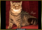 preciosos bebes felinos en madrid - mejor precio | unprecio.es