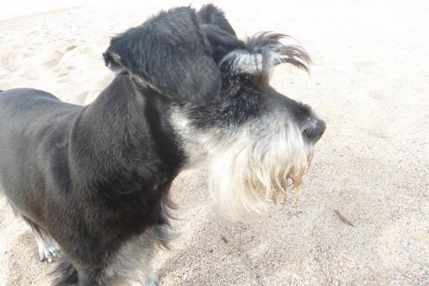 Schnauzer mini negro plata (macho) para monta