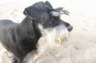 Schnauzer mini negro plata (macho) para monta - mejor precio | unprecio.es