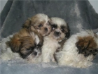 SHIH-TZU, cachorros - mejor precio | unprecio.es