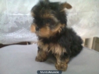 Cachorrito Yorkshire Toy - mejor precio | unprecio.es