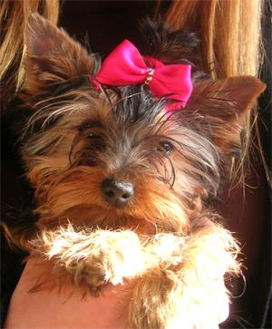cachorritos  yorkshire por  250 euros
