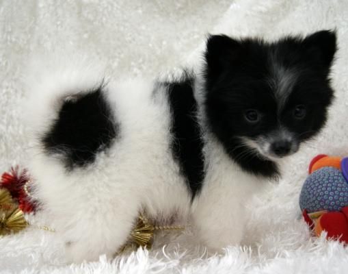 Cachorros de Pomerania Disponible 200 euros