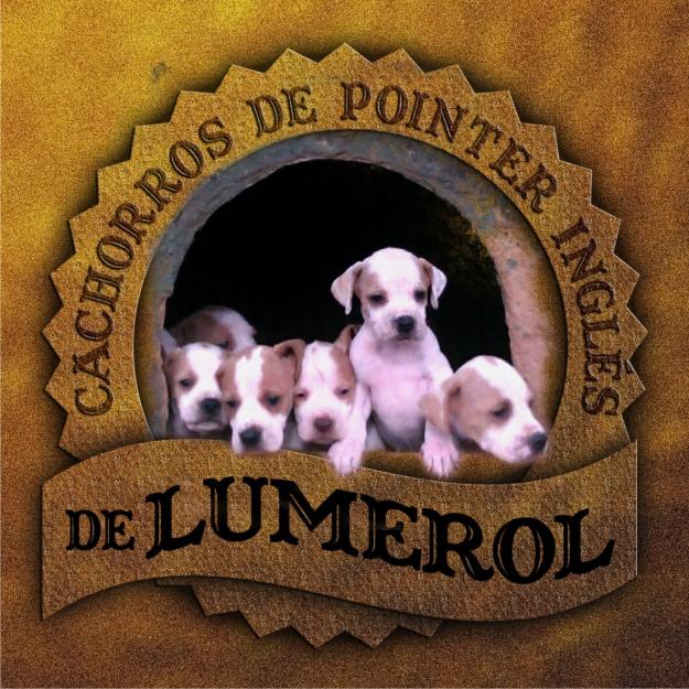 Cachorros pointer de lumerol