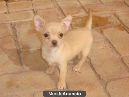 chihuahuas