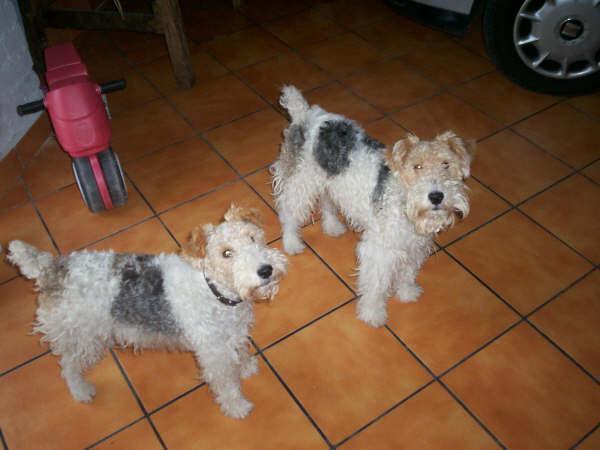 estupenda camada de foxterrier
