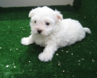Malteses cachorros miniatura con pedigri. - mejor precio | unprecio.es