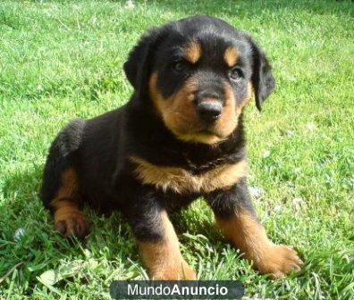 Rottweiler macho. Puede financiar